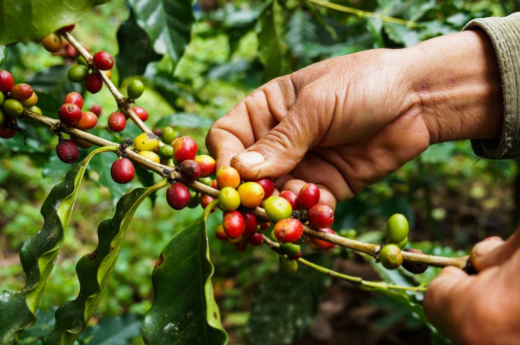 3.2 planta de café