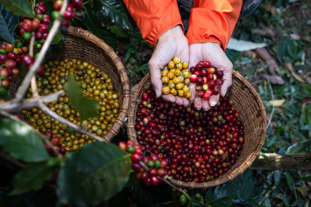 Del grano a la taza: el proceso del café hasta llegar a tu mesa 4.2 fruto del café