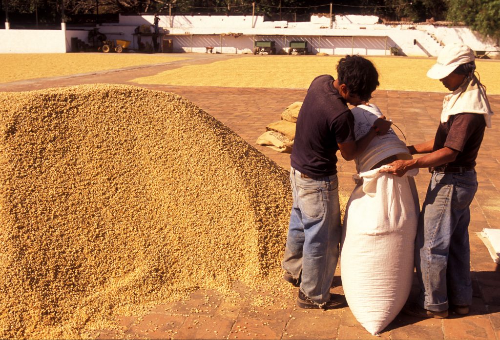 Del grano a la taza: el proceso del café hasta llegar a tu mesa 4.3 Almacenamiento del café